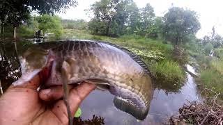 SERUNYA MANCING INDAHNYA ALAM III UMPAN JITU MANCING GABUS DI HUTAN