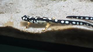 Luristan Newt Neurergus Kaiseri, Secret Life of Reptiles and Amphibians, London Zoo, London