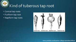 plant systematic,anatomy and deve