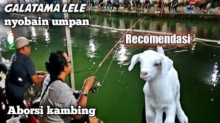 UMPAN GALATAMA LELE ||aborsi kambing