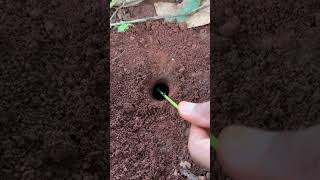 Skills venomous ants catch huge cricket so cool #shorts