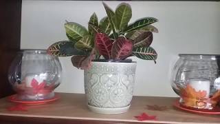 Fall House Plant Collection and House Tour (2018) | Decorating for Fall With Houseplants