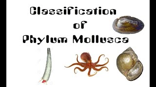 Phylum Mollusca Part 02 I Classification of Mollusca I ANIMAL KINGDOM Lecture 22 I NEET BIO