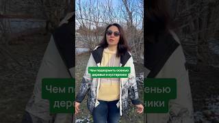 Чем подкормить перед заморозками  деревья и кустарники?