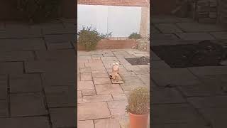 Amazing puppy standing on two leg #shorts