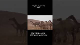 #Rain in #desert #camel