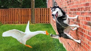 Funniest Animals 😄 Best Funny Dogs and Cats Compilation 2024 p 33