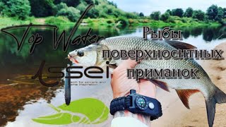 ЗРЕЛИЩНАЯ РЫБАЛКА | ЛУЧШИЕ ПОППЕРЫ | JACKALL FISHING | ЩУКА