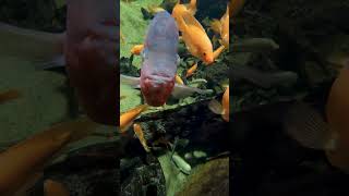 Humphead Cichlids and Beluga Sturgeon Up Close!