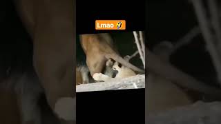 funny lions 🦁 #shorts #funnyshorts #funnymemes #viralshorts