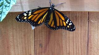 Newly Emerged Monarch