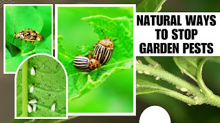 How to Keep Bugs Out of Vegetable Garden Naturally?