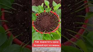 Превращаем лиану в пышный куст:быстрые результаты #цветы #квіти #gardenflower #plant #лиана #shorts