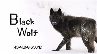 Black Wolf Howling Sound Effect ( Audio )