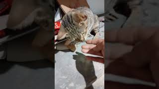 kasihan kucing ini buat berjalanpun sudah susah #mcofficial #shorts #short #cat