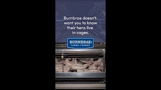 Burnbrae Doesn’t Want You To Know Their Hens Live in Cages