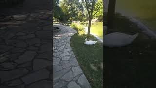 Close look of beautiful swans #2