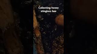 STINGLESS BEE honey#everyone #highlights