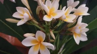 Plumeria Elin D'V зацвела!