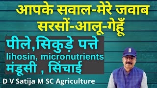 questions & answers on sarson, wheat,potato crop | yellow leaves, lihosin, micronutrients, mandusi |