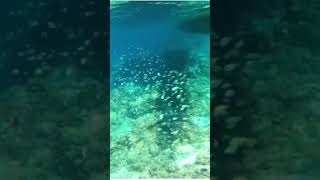 Shoals of fishes in Deep blue sea! #When in Moalboal #Sea escapades #Snorkling