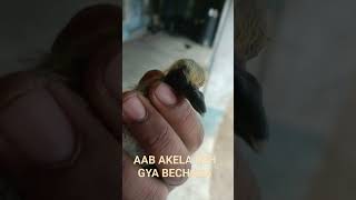 EK PEGION KA BACHA NICHE GIR KE MAAR GYA #viral #sad #minivlog