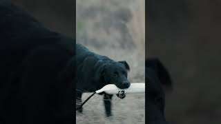 Puppy Retriever Training #gundog #dogtraining #blacklabradorretriever #waterfowl #retriever