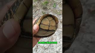 ESTA TORTUGA Y SU SISTEMA DE OCULTAMIENTO TE VA A SORPRENDER