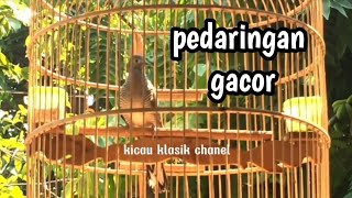 perkutut lokal pedaringan gacor