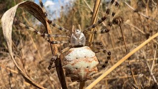 Argiope Lobata - Loplu örümcek