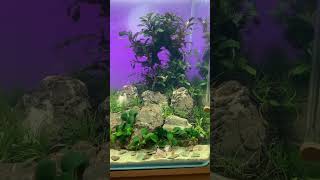 How To Make A Nano Betta Tank #viral #trending  #aquarium