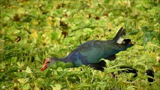 grey headed swamphen