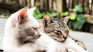 Watch Cats Take on Chewy Bubble Gum Challenges!