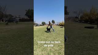 Cross estrenando taco de yute #adiestramiento #dogtraining #adiestradorcanino