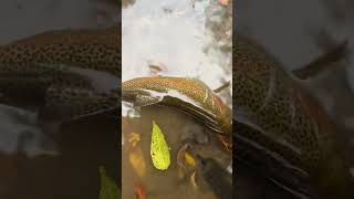 Drifting a worm under a trout magnet float