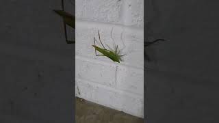 BUGS FOR MARSH 11-  GRASSHOPPER @Mrshosaurus #bug #shorts #grasshopper #fall #cold #nature #usa