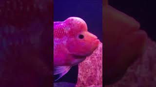 Flowerhorn Fish                 #flowerhorn