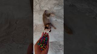 🤩😻Super satisfying ASMR beads and cat, asmr satisfying beads, Asmr video #reverseeffect #catbeads