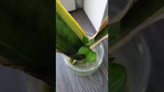 How to grow a Snake plant..?