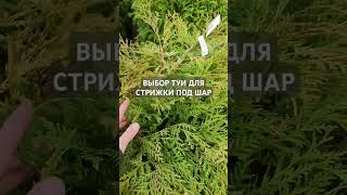 Выбор туи для стрижки под шар.