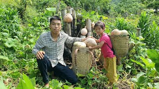 Taking care of the farm & Harvesting the pumpkin garden to bring to the market | Triệu Văn Tính