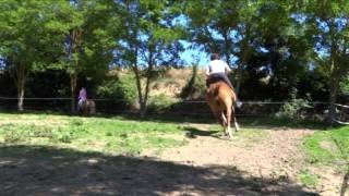 david quentin marine nabucco ninette chevaux équitation