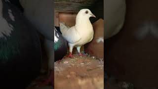 My pigeon collection 🥰1 May 2024. #bird #cutestpigeonfamily #pigeon#Youtube #shorts#short #viral