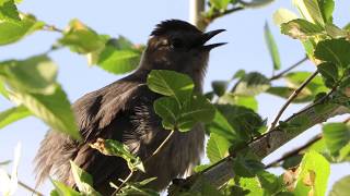 Gray Catbird Singing