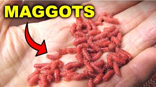 How Maggots are Made 🤢 (But they work!)