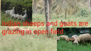 How sheeps and goats are grazed  in India