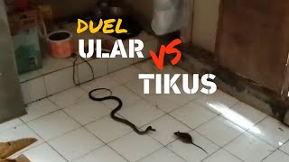 SERU!!! Duel ULAR COBRA vs TIKUS di Dapur Rumah