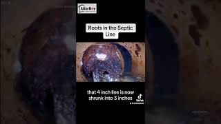 Check out what roots in your septic line look like!