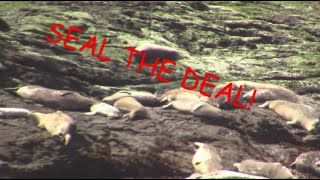 HARBOR SEALS