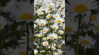 Meadow in the forest. Forest sounds. ASMR #shorts